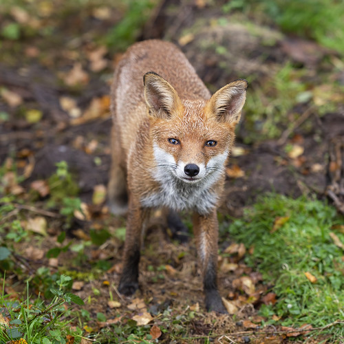 fox animal mammal nikon d4s scotland wildlife nature... (Photo: cazalegg on Flickr)