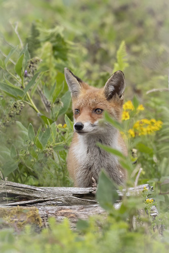 red fox animals mammals wildlife nature nikon d500... (Photo: cazalegg on Flickr)