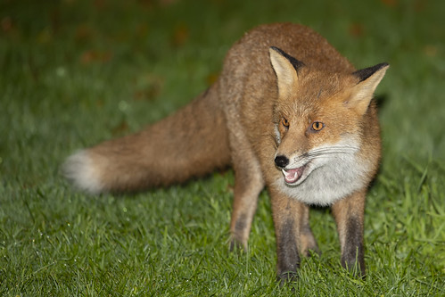 foxes mammals wildlife nikon garden animals forest woods... (Photo: cazalegg on Flickr)