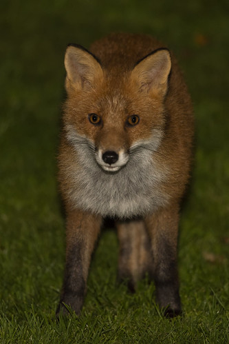red fox scotland wildlife nature nikon night mammal (Photo: cazalegg on Flickr)