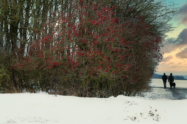 rowanberry bush, red berries, winter landscape