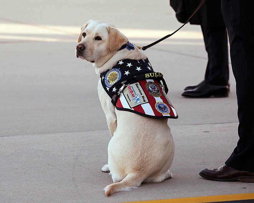 SERVICE DOG SULLY AT GEORGE H.W. BUSH FUNERAL 11x14 SILVER HALIDE PHOTO PRINT