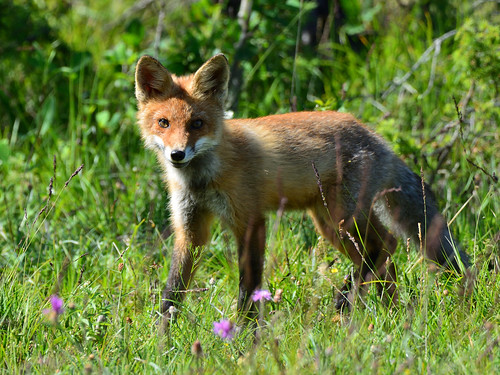 vulpesvulpes redfox fox mammal animal wildlife muhu... (Photo: ott.rebane on Flickr)
