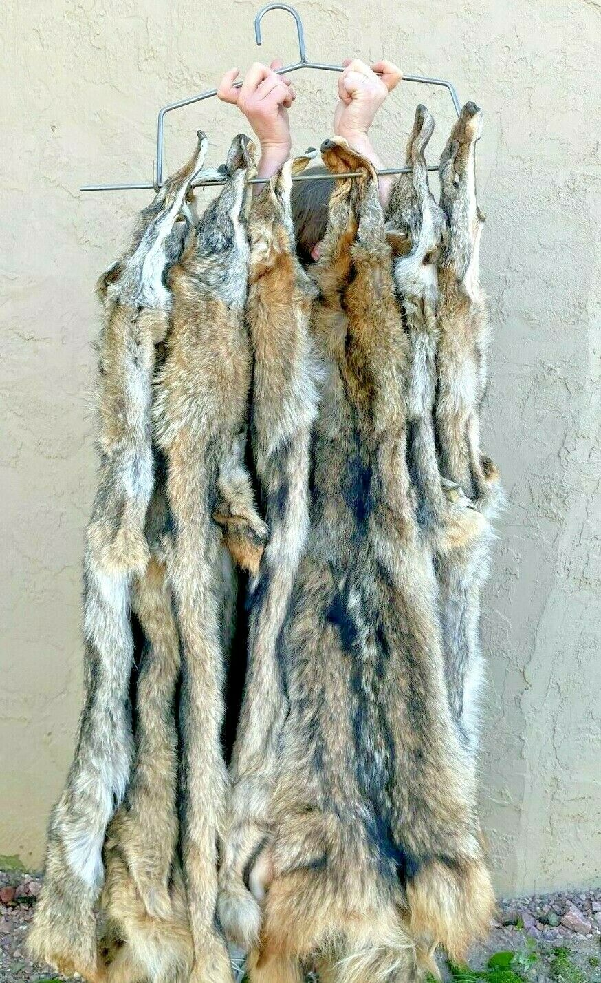 Tanned Coyote, XL Eastern pelts, fur, big hides, soft tanned COYeastern