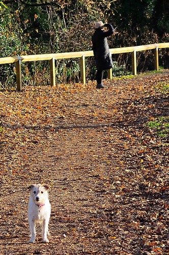 dog heronpath wendover fence woman nikon d5200 1855mm... (Photo: tcees on Flickr)