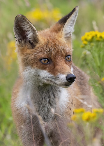 fox redfox mammal animal nikon wildlife nature scotland... (Photo: cazalegg on Flickr)
