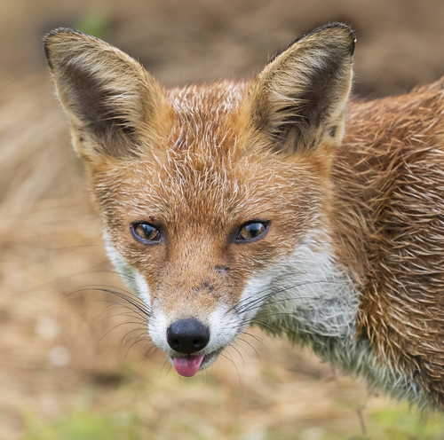 red fox woodland mammal animal nature wildlife fauna... (Photo: cazalegg on Flickr)