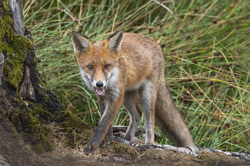 fox rural woodland scotland uk nikon wildlife nature... (Photo: cazalegg on Flickr)