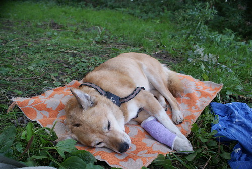 dog attack zora zaandam (Photo: TijsB on Flickr)